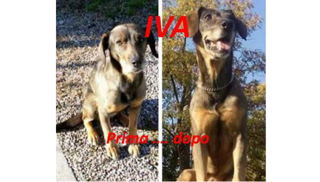 Immagine della canina Iva prima e dopo il corso di relazione